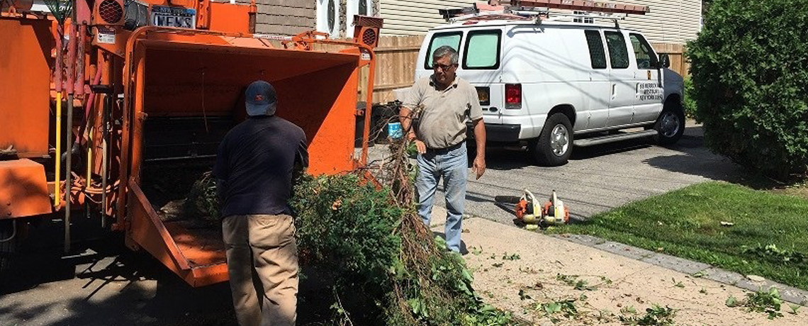 NYC Tree Service