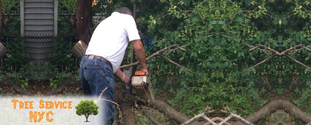 Tree Cutting NYC